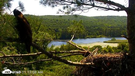 VINS Bald Eagles Nest Live Cams - Jul 17, 2026, 11:14am EDT