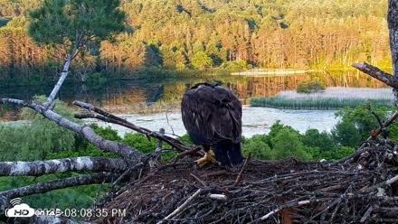 VINS Bald Eagles Nest Live Cams - Jun 23, 2026, 8:09pm EDT