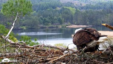 VINS Bald Eagles Nest Live Cams - May 10, 2026, 7:47am EDT