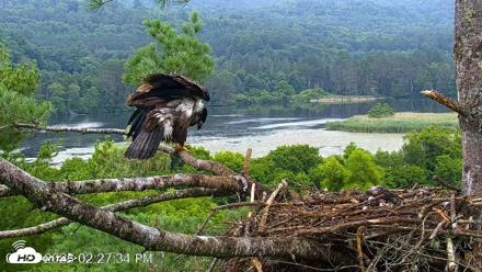 VINS Bald Eagles Nest Live Cams - Jul 21, 2026, 2:28pm EDT