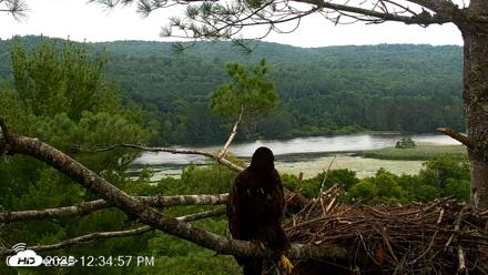 VINS Bald Eagles Nest Live Cams - Jul 15, 2026, 12:35pm EDT
