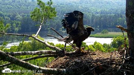 VINS Bald Eagles Nest Live Cams - Jul 1, 2026, 10:39am EDT