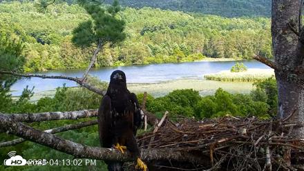 VINS Bald Eagles Nest Live Cams - Jul 22, 2026, 4:13pm EDT