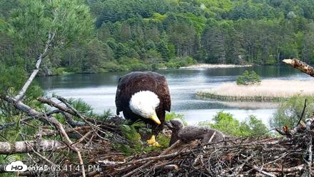 VINS Bald Eagles Nest Live Cams - May 21, 2026, 3:42pm EDT
