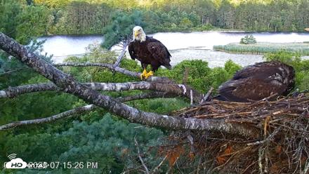 VINS Bald Eagles Nest Live Cams - Jul 22, 2026, 7:18pm EDT