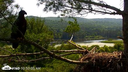VINS Bald Eagles Nest Live Cams - Jul 13, 2026, 10:54am EDT