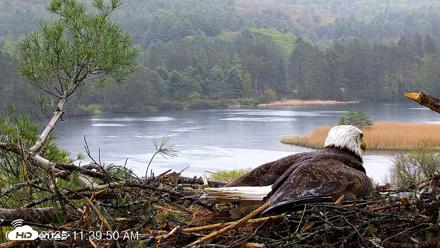 VINS Bald Eagles Nest Live Cams - May 13, 2026, 11:40am EDT