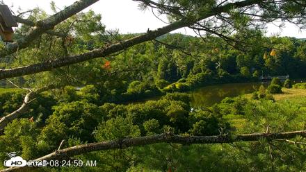 VINS Bald Eagles Nest Live Cams - Jul 23, 2026, 8:25am EDT