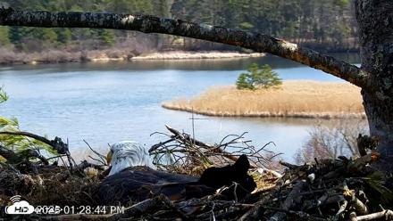 VINS Bald Eagles Nest Live Cams - Apr 10, 2026, 1:29pm EDT