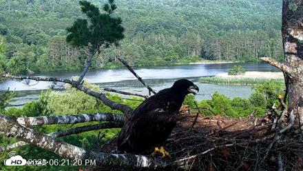 VINS Bald Eagles Nest Live Cams - Jul 2, 2026, 6:22pm EDT