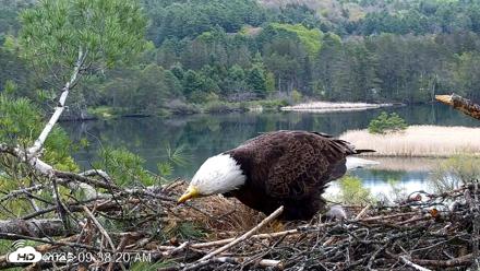 VINS Bald Eagles Nest Live Cams - May 13, 2026, 9:39am EDT