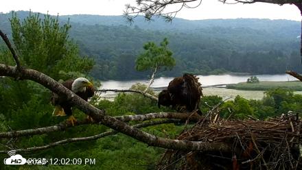 VINS Bald Eagles Nest Live Cams - Jul 16, 2026, 12:03pm EDT