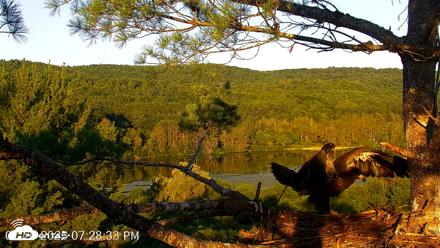 VINS Bald Eagles Nest Live Cams - Jul 20, 2026, 7:29pm EDT