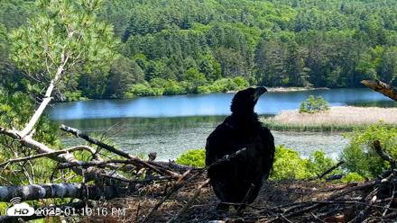 VINS Bald Eagles Nest Live Cams - Jun 8, 2026, 1:11pm EDT