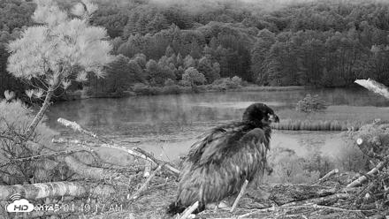 VINS Bald Eagles Nest Live Cams - Jun 17, 2026, 4:50am EDT