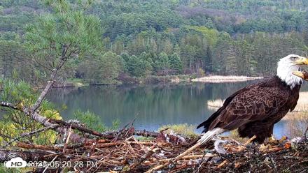 VINS Bald Eagles Nest Live Cams - May 5, 2026, 5:21pm EDT