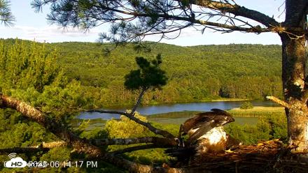 VINS Bald Eagles Nest Live Cams - Jul 20, 2026, 6:15pm EDT