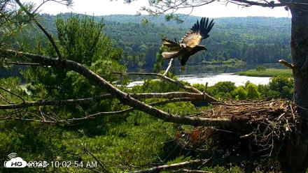 VINS Bald Eagles Nest Live Cams - Jul 25, 2026, 10:06am EDT