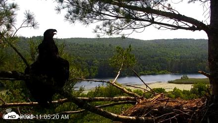 VINS Bald Eagles Nest Live Cams - Jul 3, 2026, 11:06am EDT
