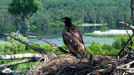 VINS Bald Eagles Nest Live Cams - Jun 27, 2026, 3:57pm EDT