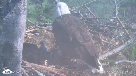 VINS Bald Eagles Nest Live Cams - Apr 26, 2026, 9:11am EDT