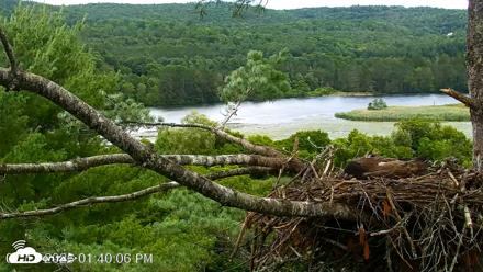 VINS Bald Eagles Nest Live Cams - Jul 17, 2026, 1:41pm EDT