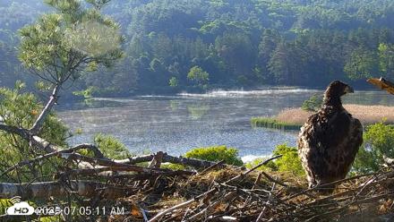 VINS Bald Eagles Nest Live Cams - Jun 2, 2026, 7:06am EDT