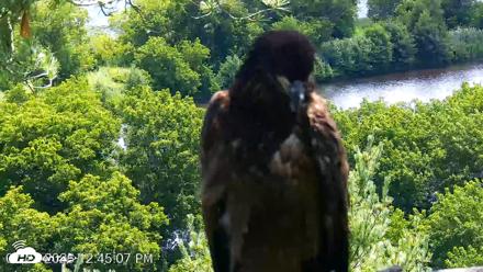VINS Bald Eagles Nest Live Cams - Jul 23, 2026, 12:45pm EDT