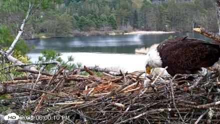 VINS Bald Eagles Nest Live Cams - May 2, 2026, 6:00pm EDT