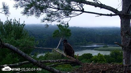 VINS Bald Eagles Nest Live Cams - Aug 9, 2026, 5:50am EDT
