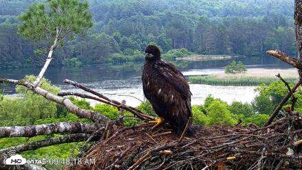 VINS Bald Eagles Nest Live Cams - Jun 26, 2026, 9:48am EDT