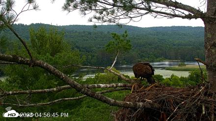 VINS Bald Eagles Nest Live Cams - Jul 7, 2026, 4:57pm EDT
