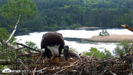 VINS Bald Eagles Nest Live Cams - May 20, 2026, 10:14am EDT
