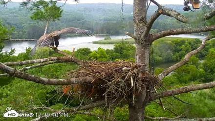 VINS Bald Eagles Nest Live Cams - Jul 29, 2026, 12:40pm EDT