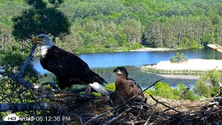 VINS Bald Eagles Nest Live Cams - Jun 1, 2026, 6:13pm EDT