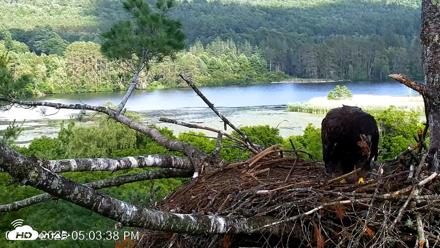 VINS Bald Eagles Nest Live Cams - Jul 2, 2026, 5:04pm EDT