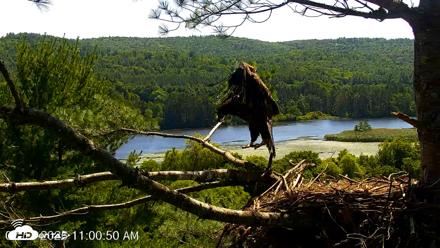 VINS Bald Eagles Nest Live Cams - Jul 17, 2026, 11:01am EDT