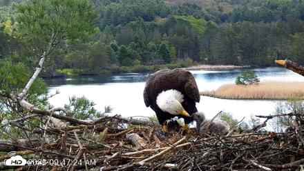 VINS Bald Eagles Nest Live Cams - May 12, 2026, 9:48am EDT