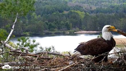 VINS Bald Eagles Nest Live Cams - May 10, 2026, 10:49am EDT