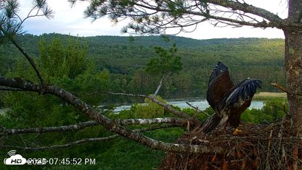 VINS Bald Eagles Nest Live Cams - Jul 9, 2026, 7:46pm EDT