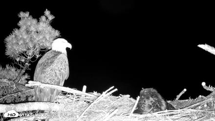 VINS Bald Eagles Nest Live Cams - Jun 12, 2026, 3:46am EDT