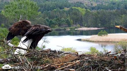 VINS Bald Eagles Nest Live Cams - May 13, 2026, 2:04pm EDT