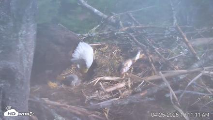 VINS Bald Eagles Nest Live Cams - Apr 25, 2026, 10:11am EDT