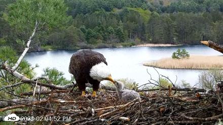 VINS Bald Eagles Nest Live Cams - May 8, 2026, 2:05pm EDT