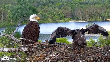 VINS Bald Eagles Nest Live Cams - Jun 2, 2026, 6:31pm EDT