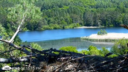VINS Bald Eagles Nest Live Cams - Jun 3, 2026, 2:16pm EDT