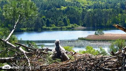 VINS Bald Eagles Nest Live Cams - May 22, 2026, 9:51am EDT