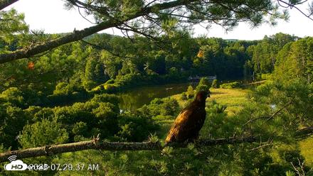 VINS Bald Eagles Nest Live Cams - Jul 23, 2026, 7:30am EDT
