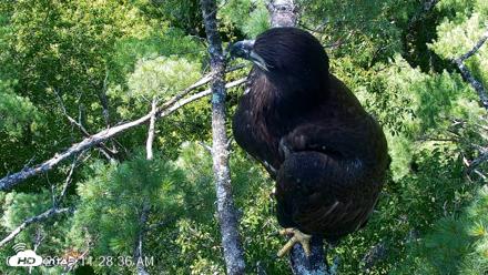 VINS Bald Eagles Nest Live Cams - Jul 27, 2026, 11:29am EDT