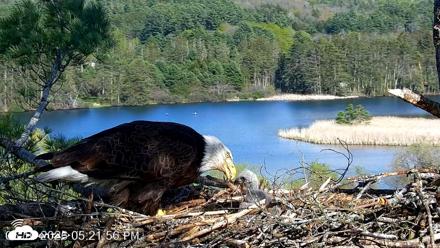 VINS Bald Eagles Nest Live Cams - May 10, 2026, 5:22pm EDT